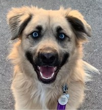 Read to a Dog!
